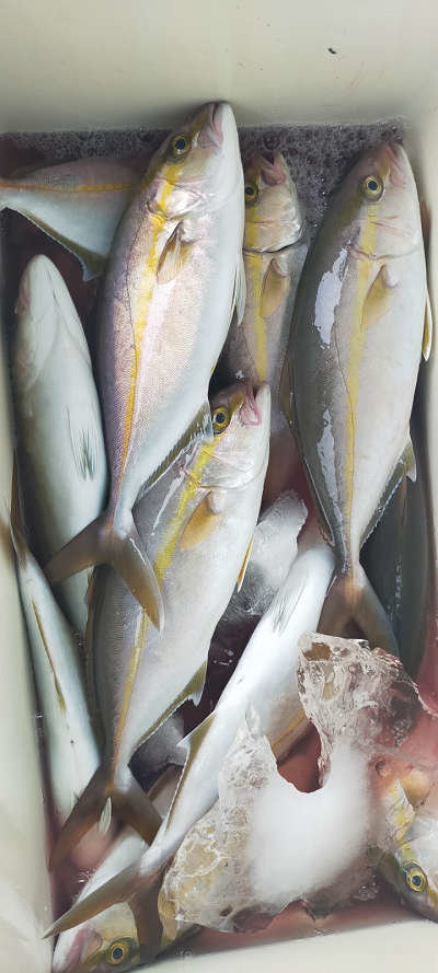 高知県で釣れたカンパチの最新釣果 釣り情報 22年10月