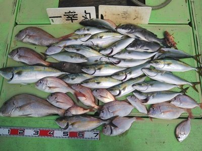 山口県で釣れたウマヅラハギの最新釣果 釣り情報 23年1月