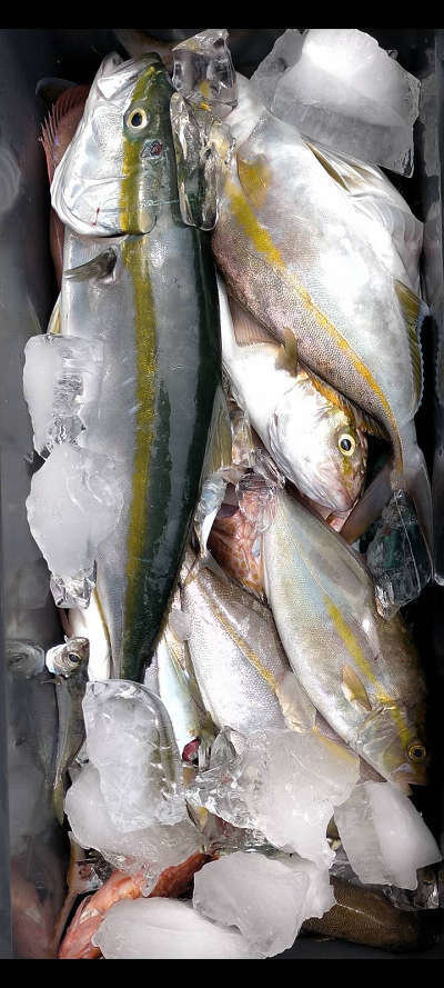 高知県で釣れたカンパチの最新釣果 釣り情報 22年10月