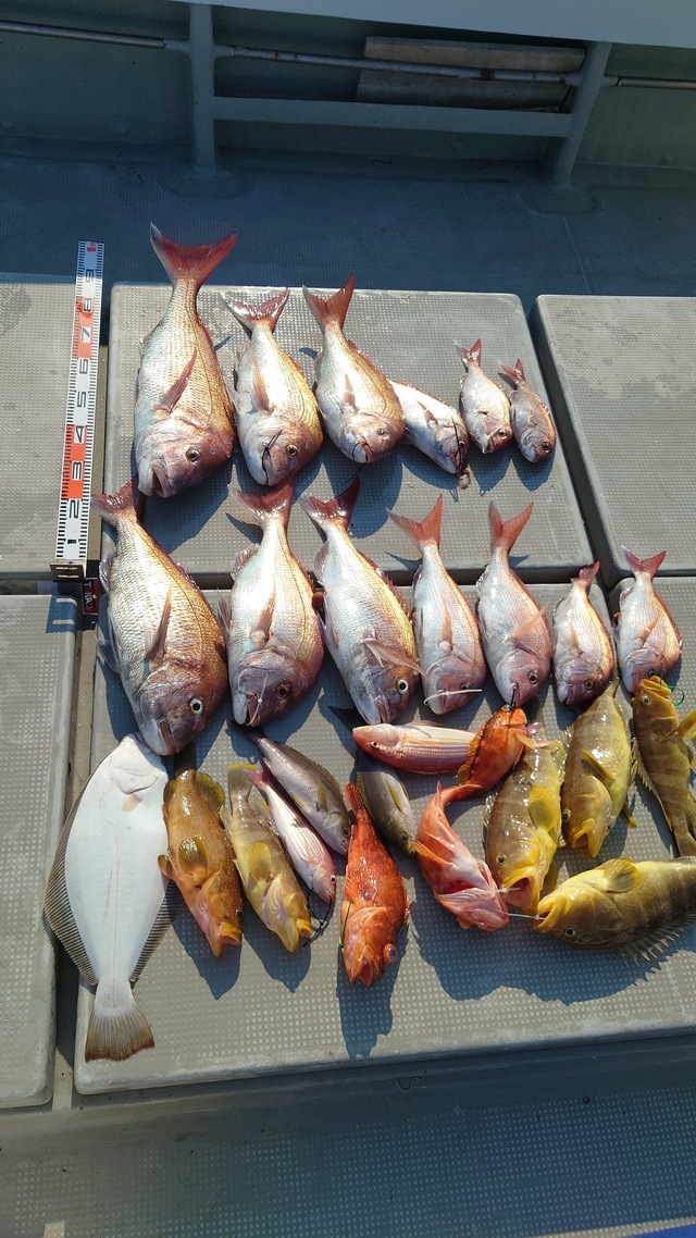 長崎県で釣れたアオハタの最新釣果 釣り情報 22年10月