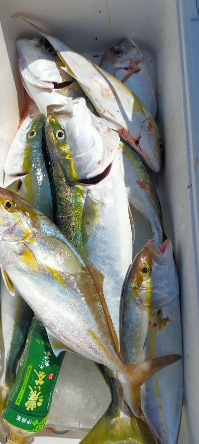 高知県で釣れたカンパチの最新釣果 釣り情報 22年10月