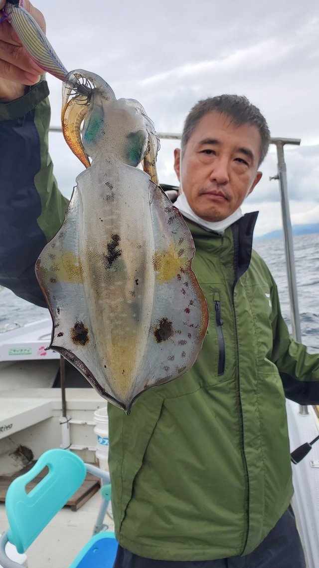 愛媛県で釣れたアオリイカの最新釣果 釣り情報 22年10月