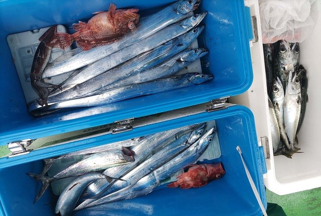 富山県で釣れたサワラの最新釣果 釣り情報 22年11月