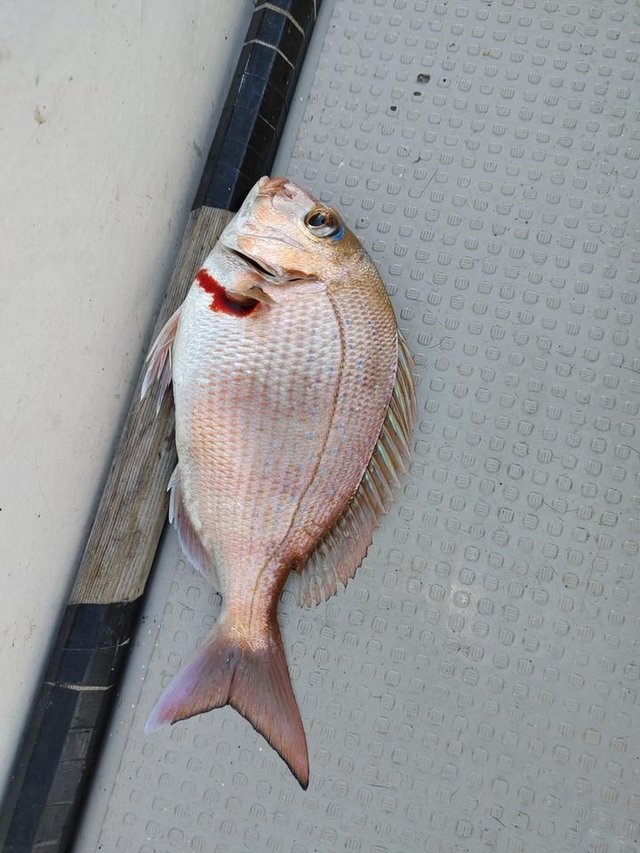 三重県で釣れたショウサイフグの最新釣果 釣り情報 22年12月