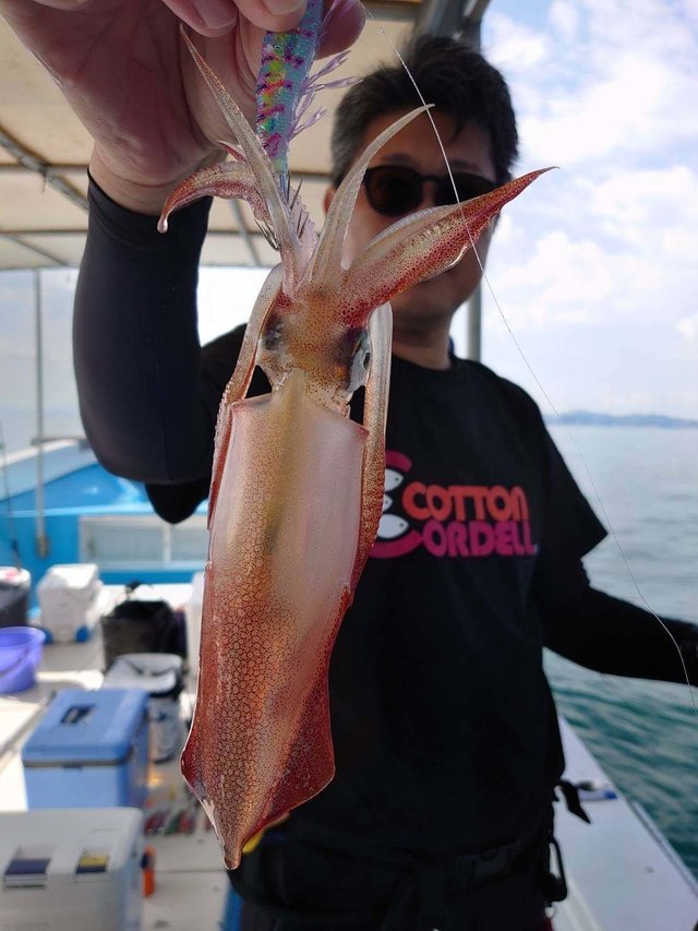 関西で釣れたケンサキイカの最新釣果 釣り情報 22年12月