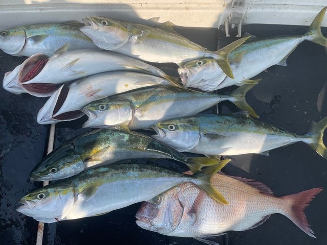 香川県で釣れたマダイの最新釣果 釣り情報 22年12月