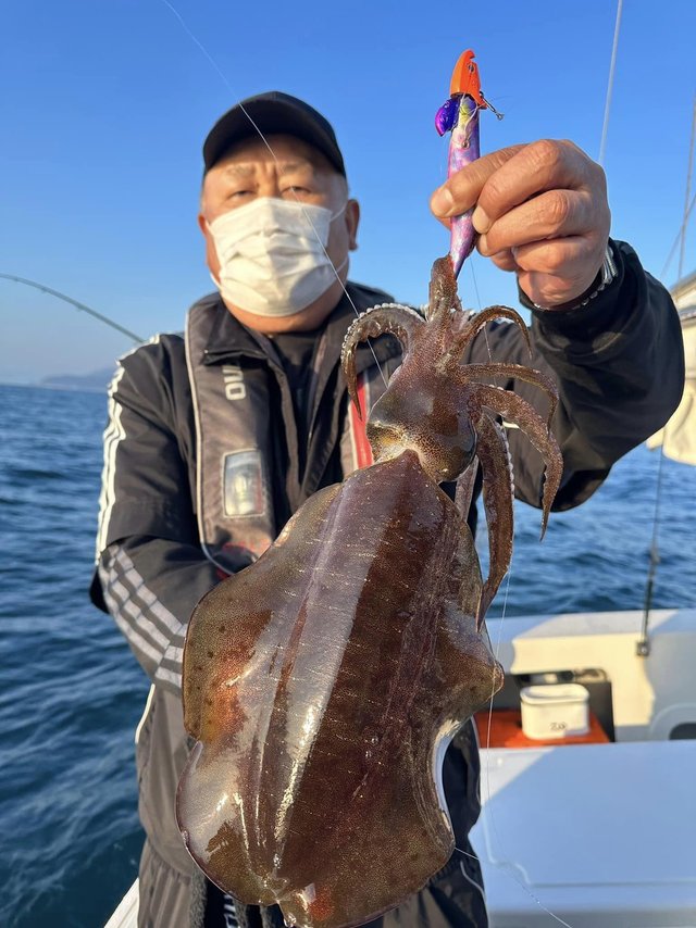 京都府で釣れたアオリイカの最新釣果 釣り情報 22年12月