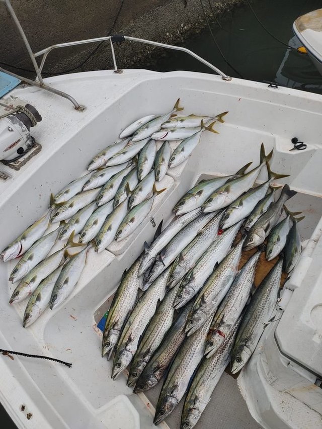 三重県で釣れたスズキの最新釣果 釣り情報 22年12月