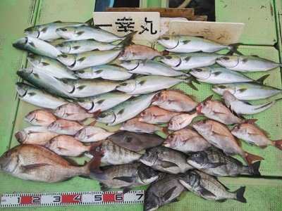 山口県で釣れたウマヅラハギの最新釣果 釣り情報 23年1月