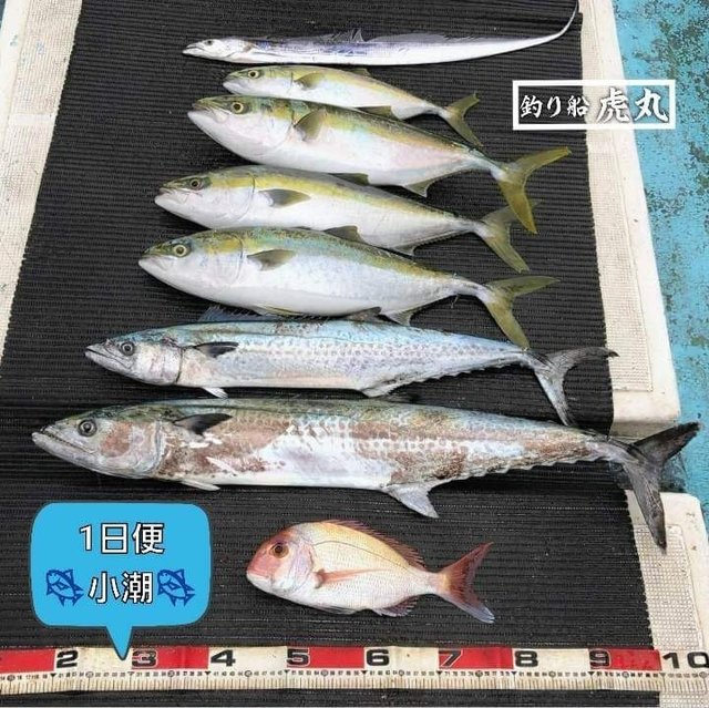 値下 和歌山 海南 トローリング 巻き上げ機 ビシマ巻き サワラ 太刀魚