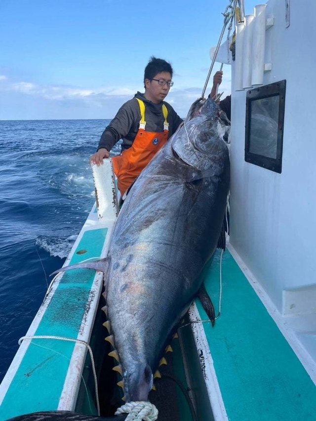 マグロ206.00kg！1匹！の釣果｜2023年2月4日｜菊丸（静岡/下田港）｜船釣り予約｜キャスティング船釣り予約