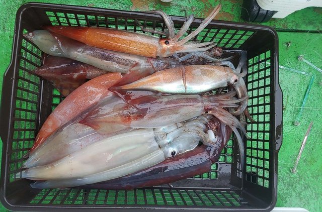 富山県で釣れたスルメイカの最新釣果、釣り情報【2023年12月】