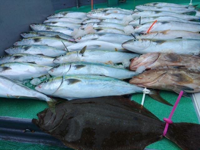 福岡県で釣れたオオモンハタの最新釣果、釣り情報【2023年10月】