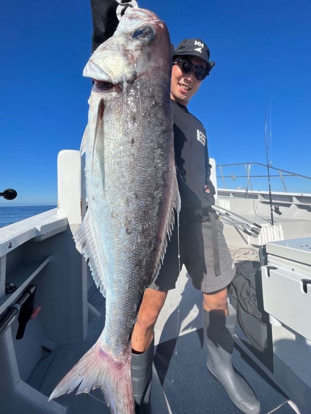 魚紳会 さんの 2023年06月29日のカツオの釣り・釣果情報(橘湾