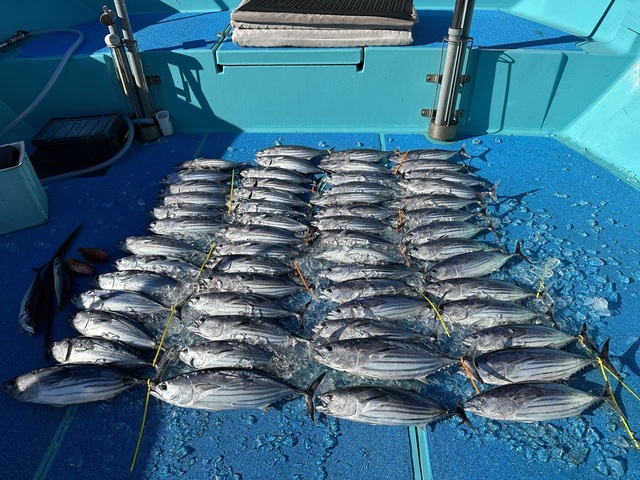 静岡県で釣れたカツオの最新釣果、釣り情報【2024年3月】