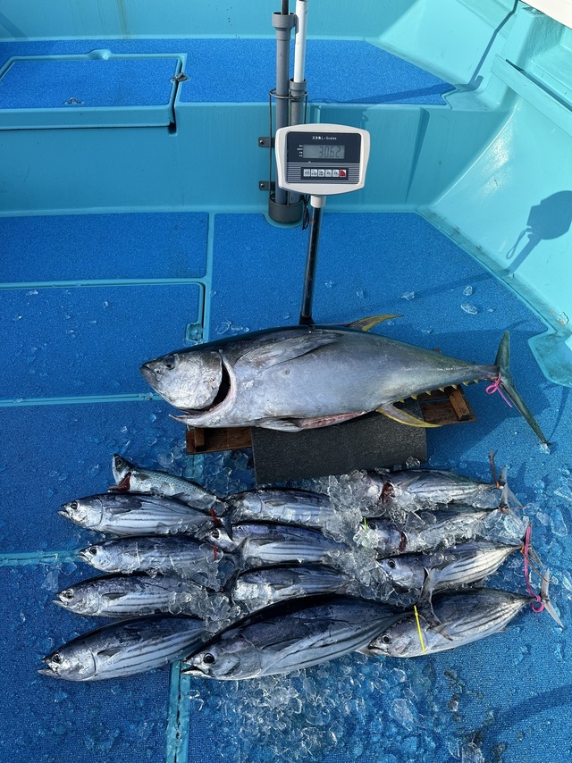 静岡県で釣れたカツオの最新釣果、釣り情報【2024年3月】