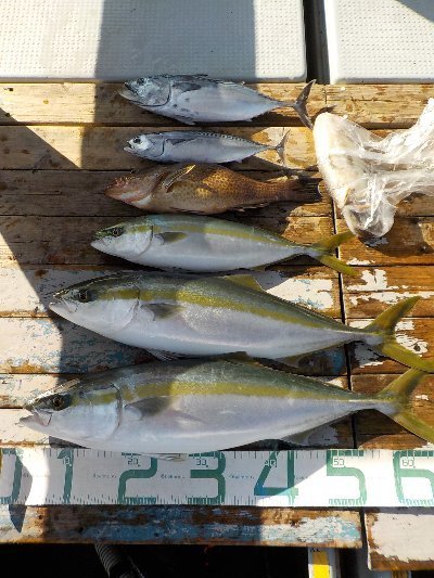 徳島県で釣れたヒラソウダの最新釣果、釣り情報【2024年3月】