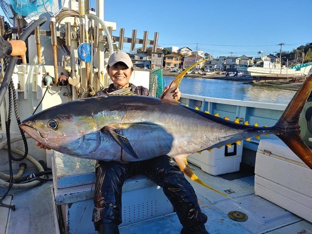 神奈川県で釣れたキハダの最新釣果、釣り情報【2024年4月】