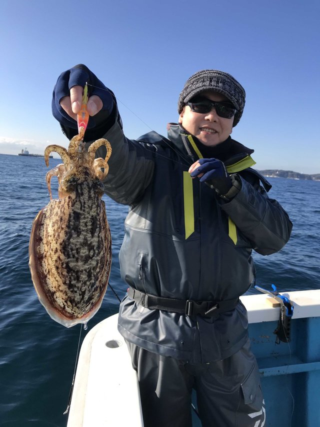 東京都で釣れたコウイカの最新釣果、釣り情報【2024年4月】