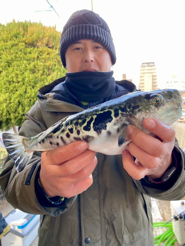 釣果一覧】福井県で釣れたフグ - アングラーズ