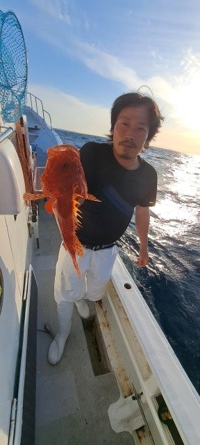 アヤメ(アヤメカサゴ)