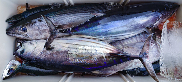 伊豆半島（静岡県）で釣れたキハダの最新釣果、釣り情報【2024年5月】