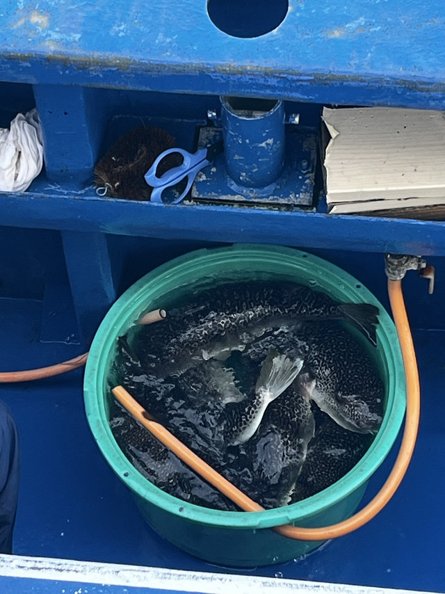ショウサイフグ