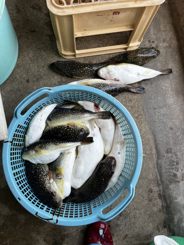 ショウサイフグ