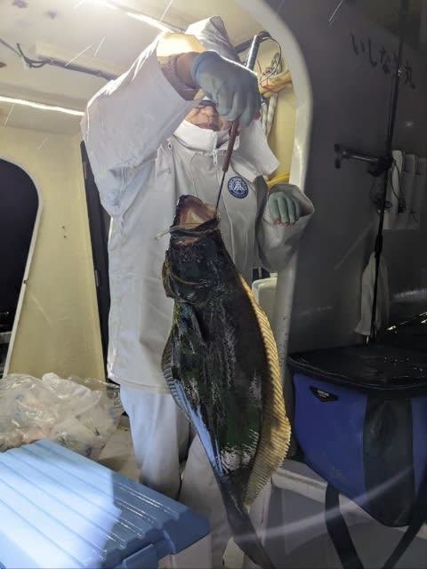 ヒラメ
