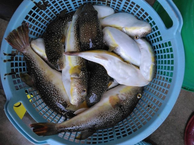 ショウサイフグ