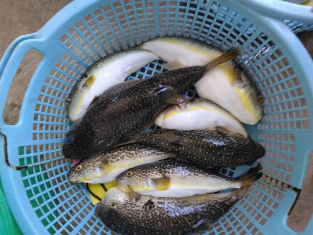 ショウサイフグ
