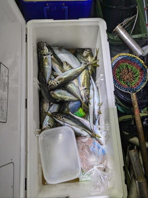 アジ(マアジ)