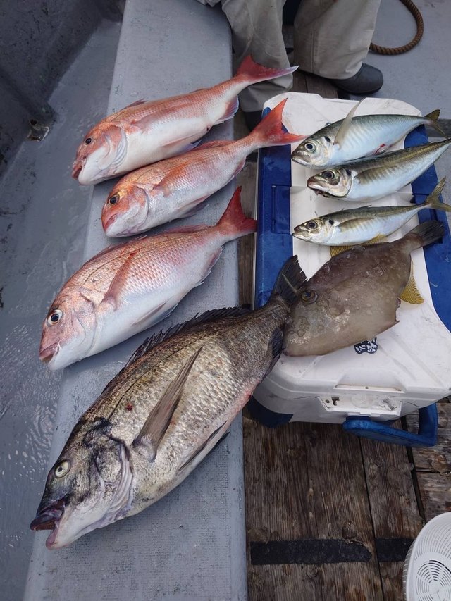 駿河湾・遠州灘（静岡県）で釣れたマトウダイの最新釣果、釣り情報【2024年6月】