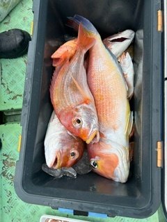 レンコダイ(キダイ)・アマダイ(アカアマダイ)