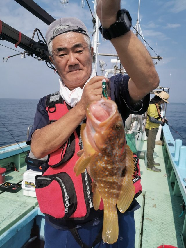 アコウ(キジハタ)