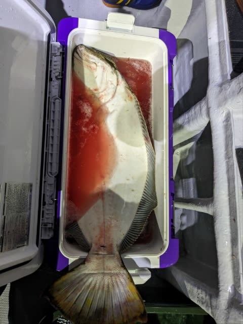 ヒラメ