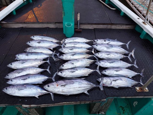 三重県で釣れたカツオの最新釣果、釣り情報【2024年8月】