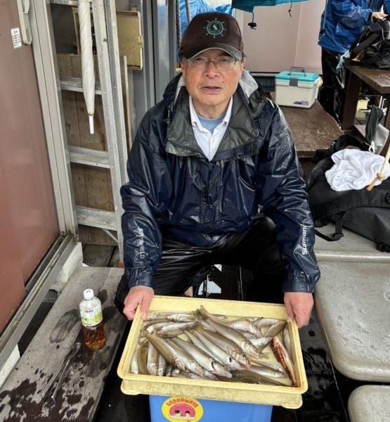 シロギス