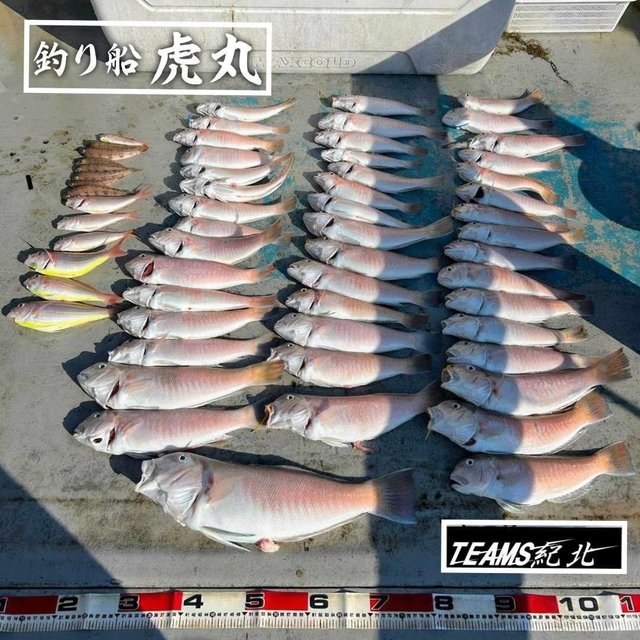 シロアマダイ・イトヨリ(イトヨリダイ)・ヒメジ・トラギス