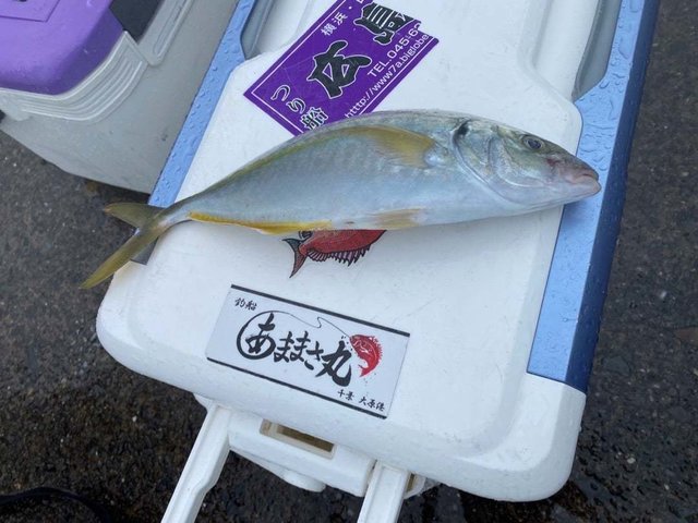 シマアジ