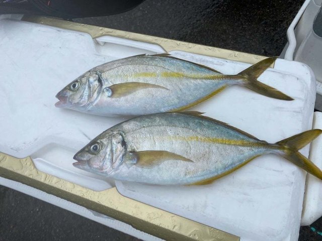 シマアジ