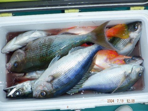 ヒメダイ・アオダイ