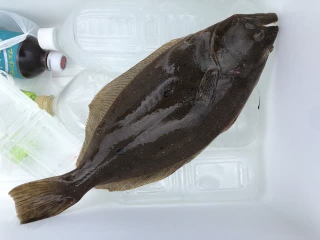 ヒラメ