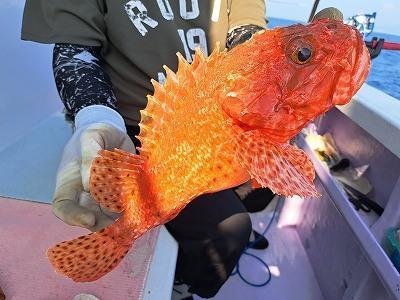 オニカサゴ