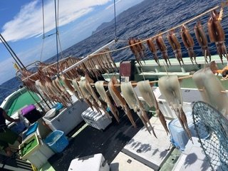 スルメイカ