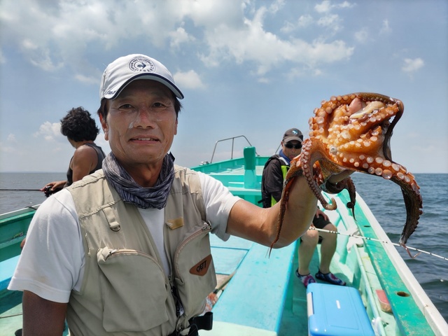マダコ