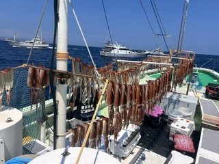 スルメ(スルメイカ)