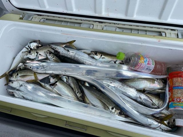 タチウオ