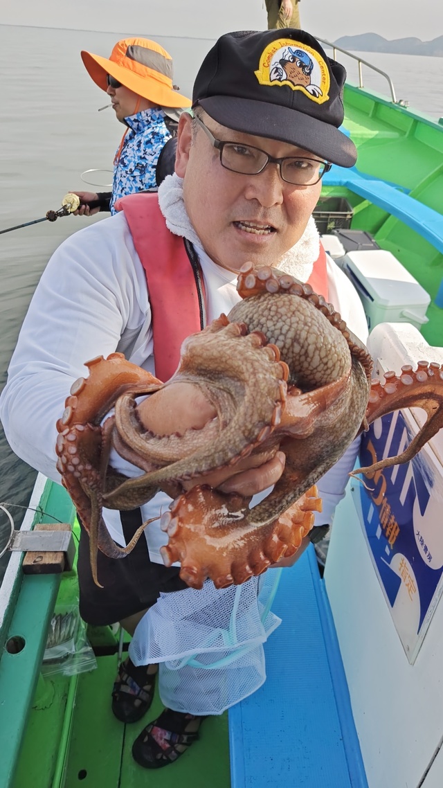 マダコ