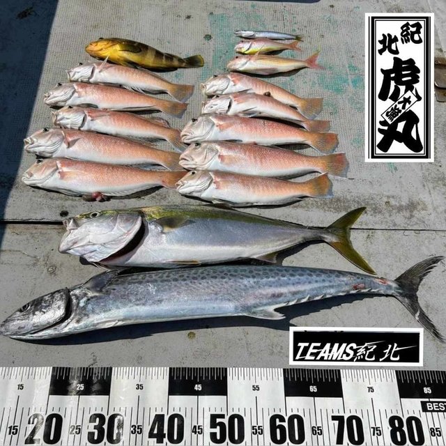 アオハタ・メジロ(ブリ)・シロアマダイ・イトヨリ(イトヨリダイ)・サワラ・カマス(アカカマス)